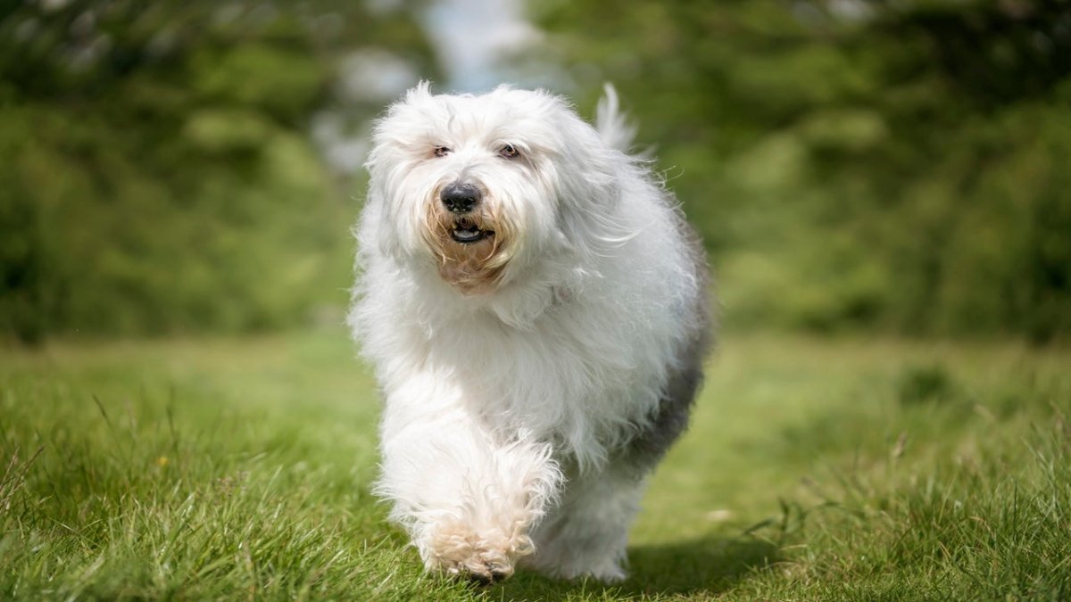 old english sheepdog