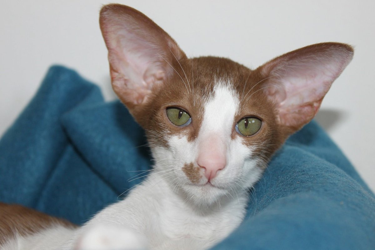 Oriental cat kitten