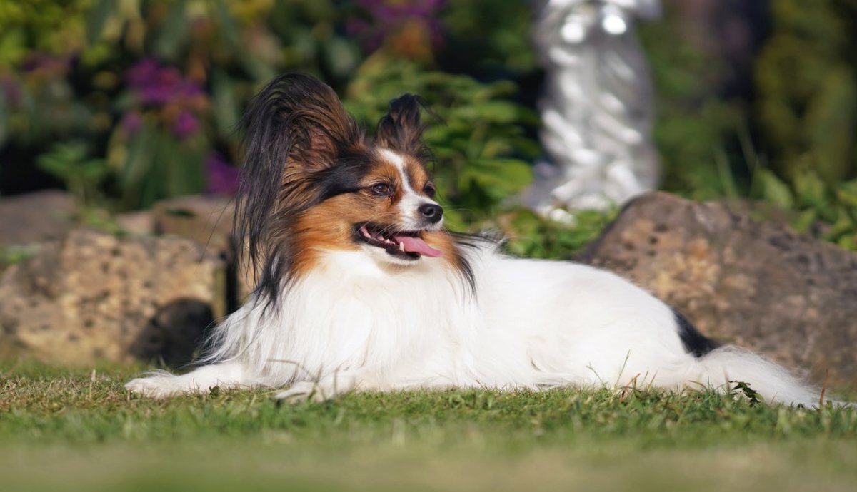 Papillon laying down
