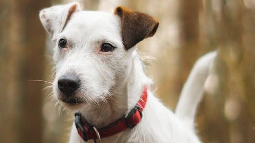 Parson russell terrier