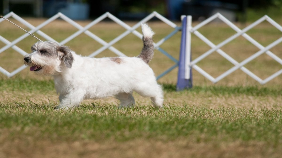 petit basset griffon vendeen