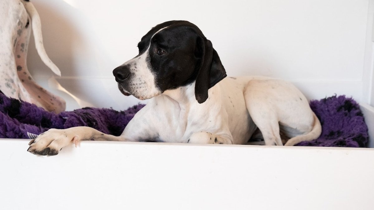 Pointer dog
