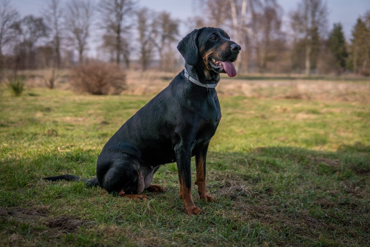 Gończy Polski Polish Hunting Dog