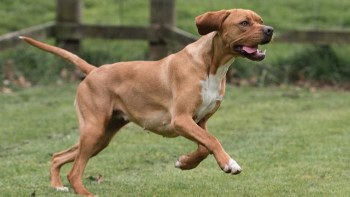 Portugese Pointer