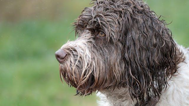 portugese water dog