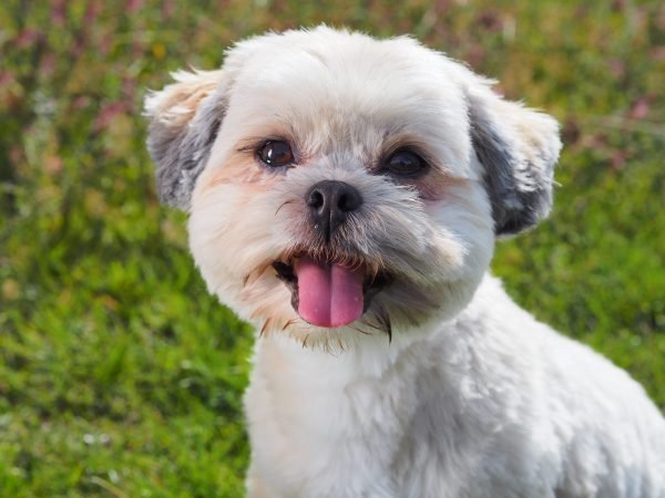 Probiotics For Dogs aka the journey to the perfect poop!..