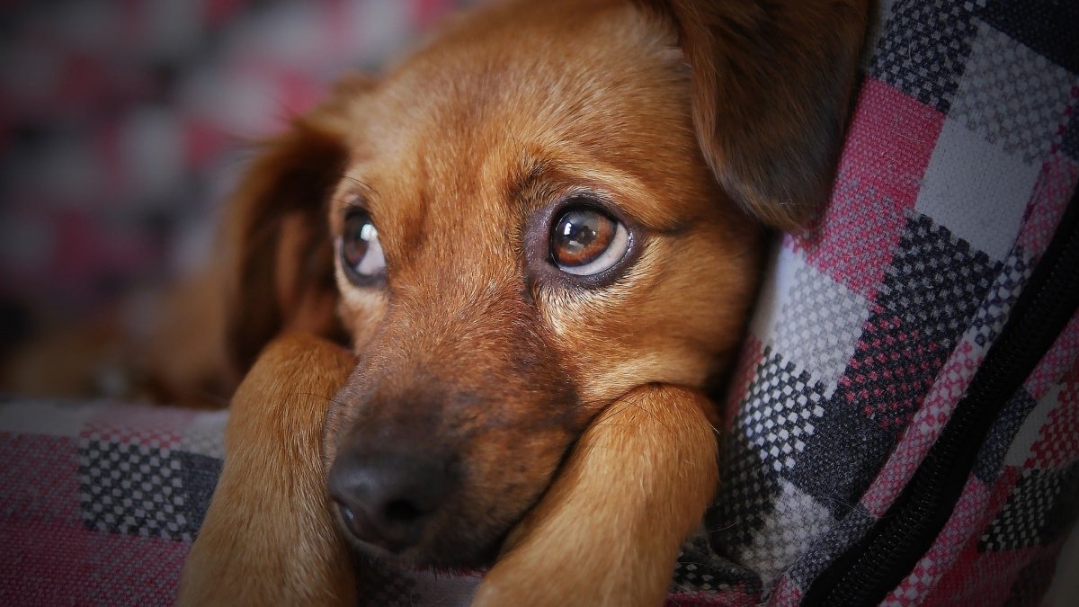 Puppy