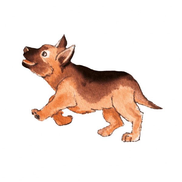 Puppy Socialisation Checklist