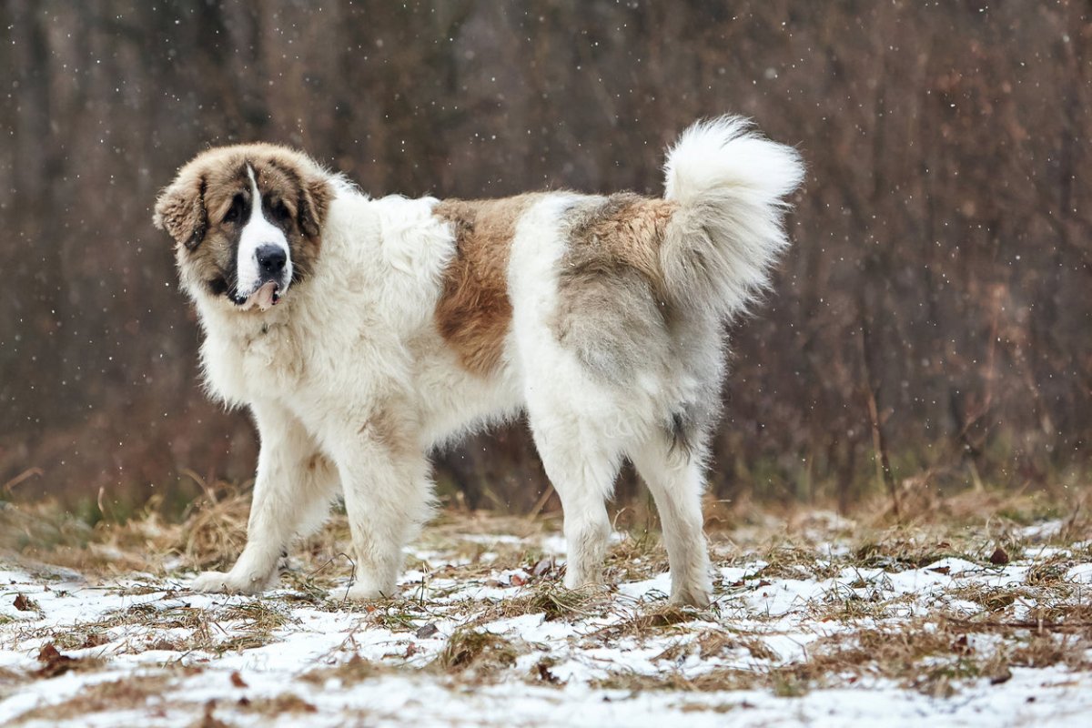 pyrean mastiff