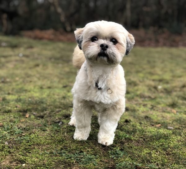 Reducing your dogs' paw print