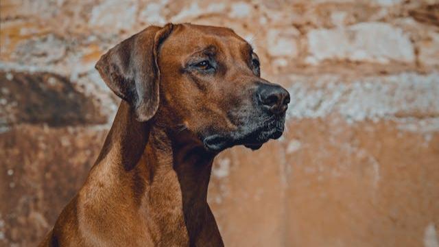 Rhodesian Ridgeback