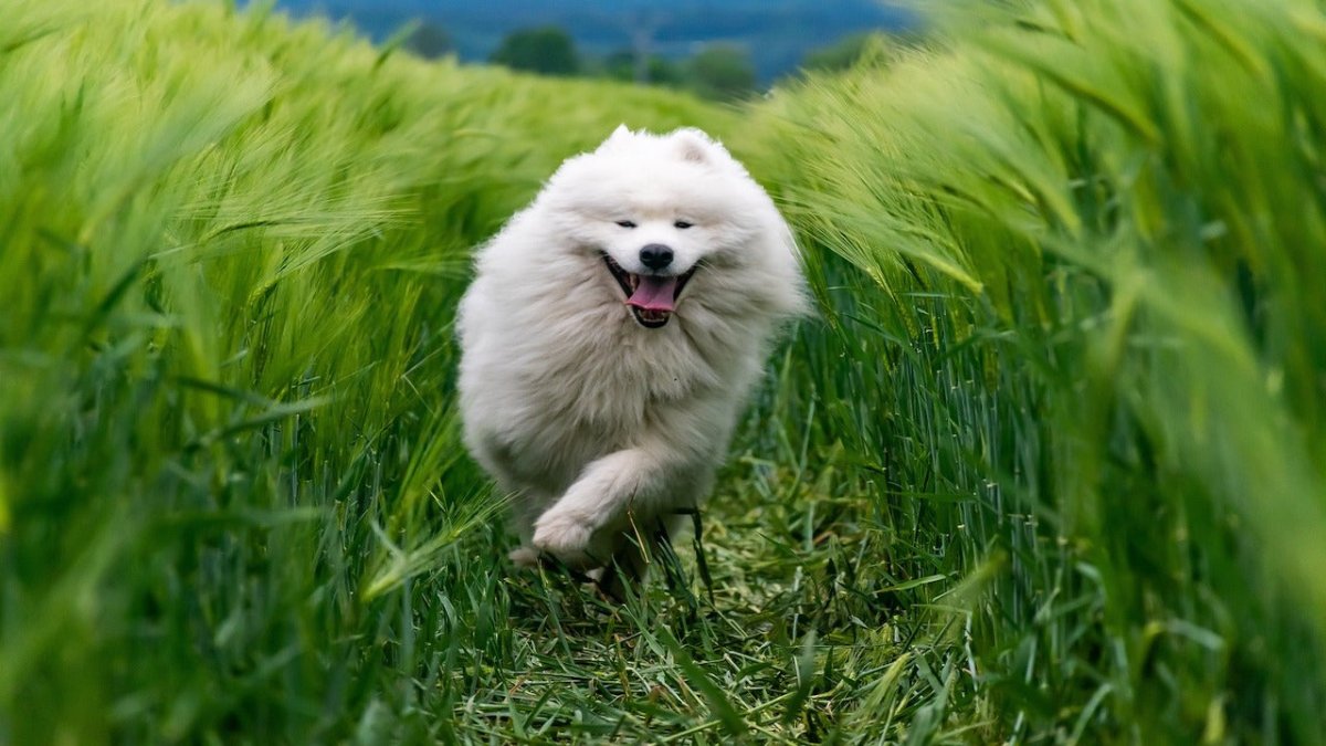 samoyed