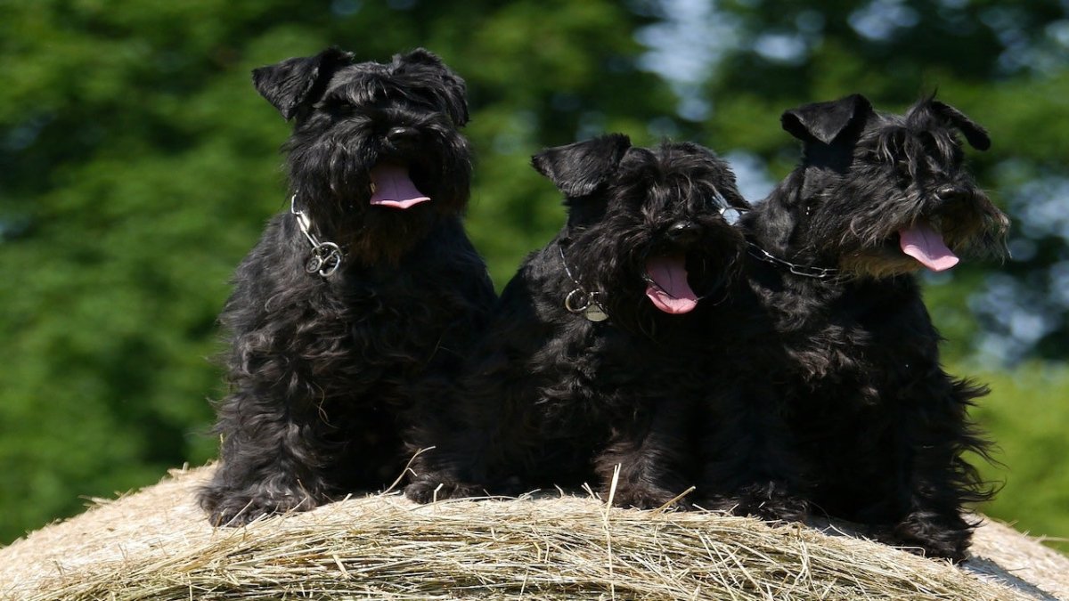 Schnauzer