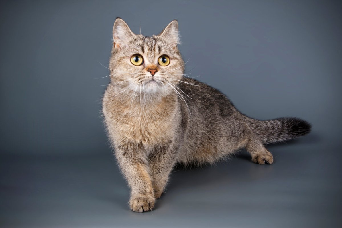 Scottish straight cat