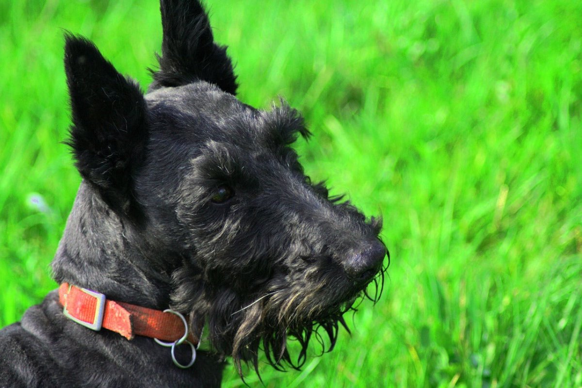 scottish dog side profile