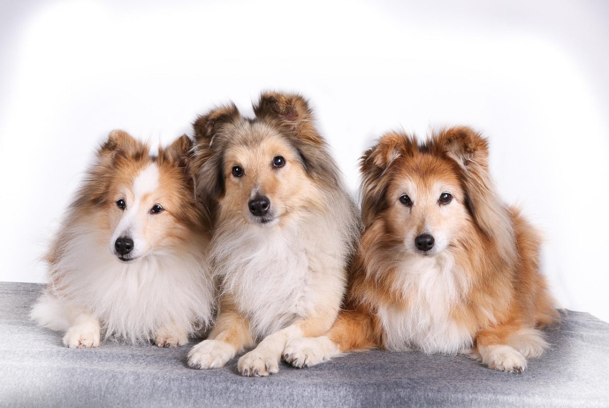 shetland sheepdogs