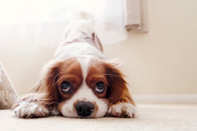 Signs your dog needs to be neutered.