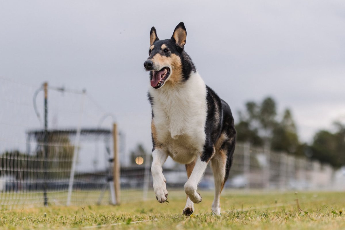 smooth tricolour collie