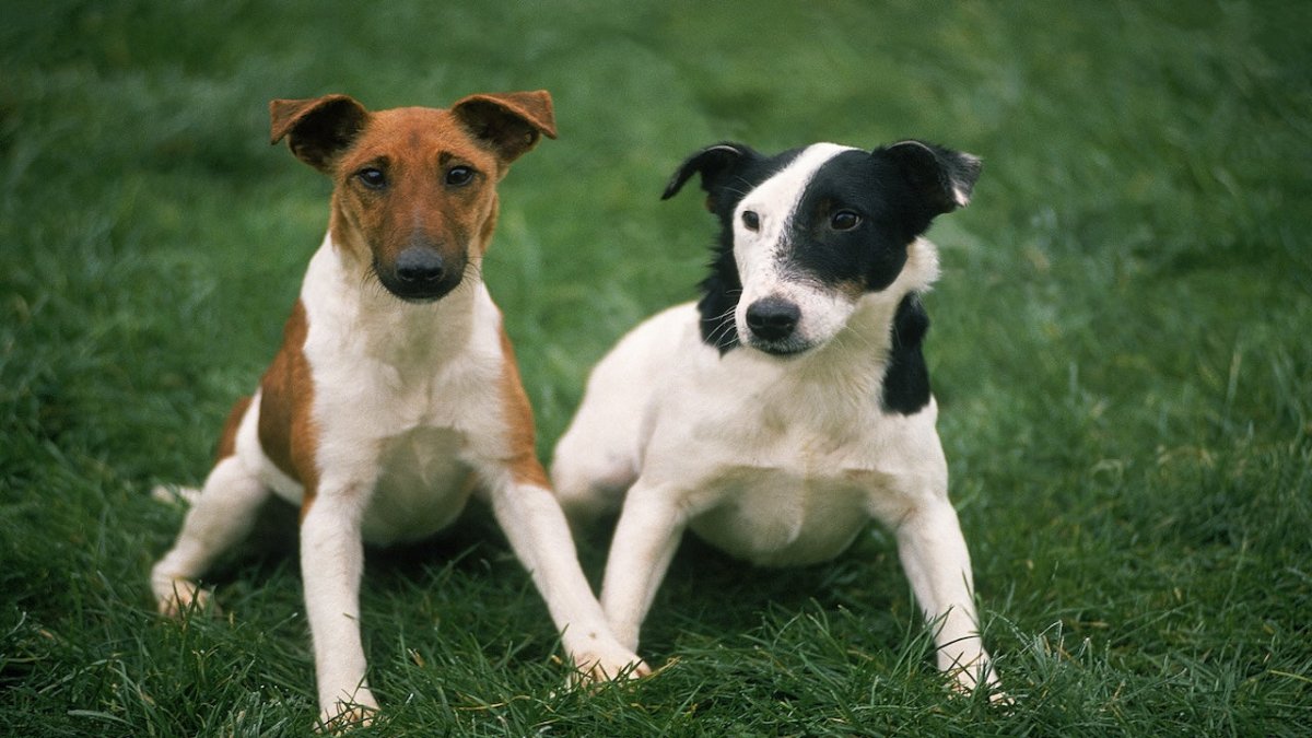 smooth fox terrier pair