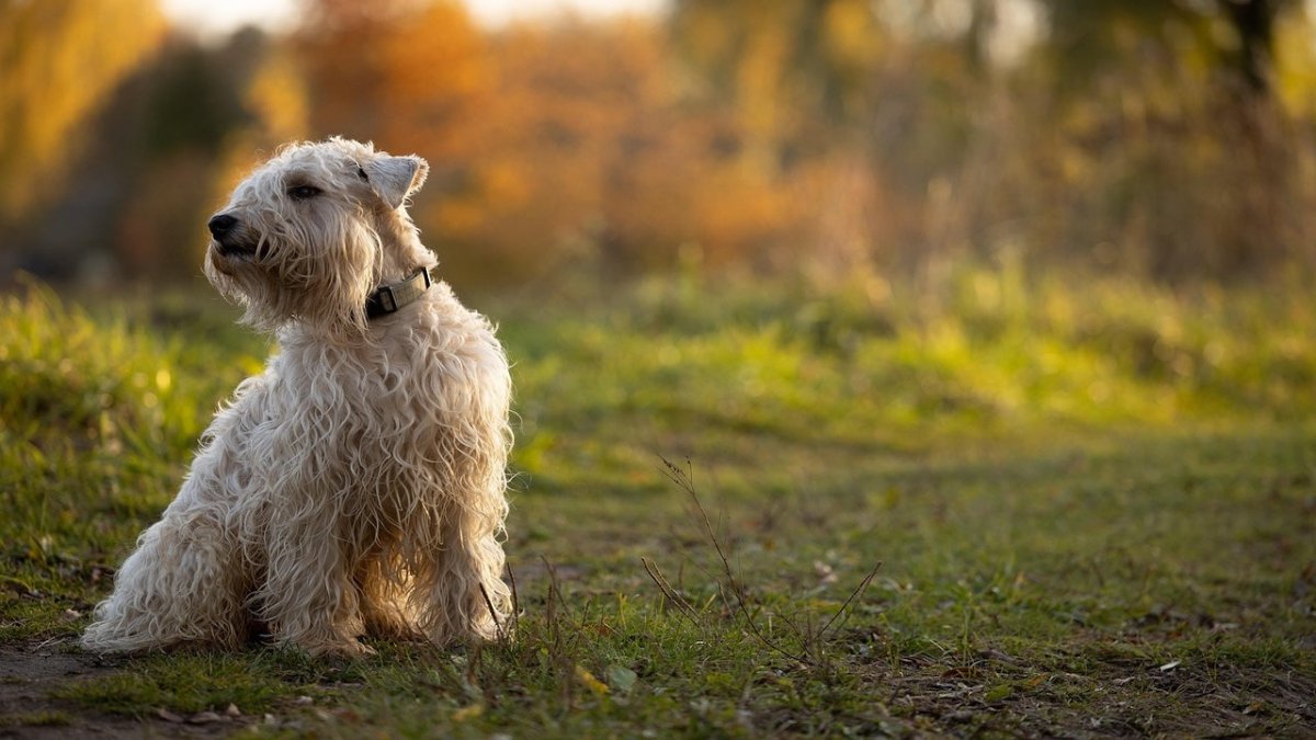 soft coated wheaten terrier