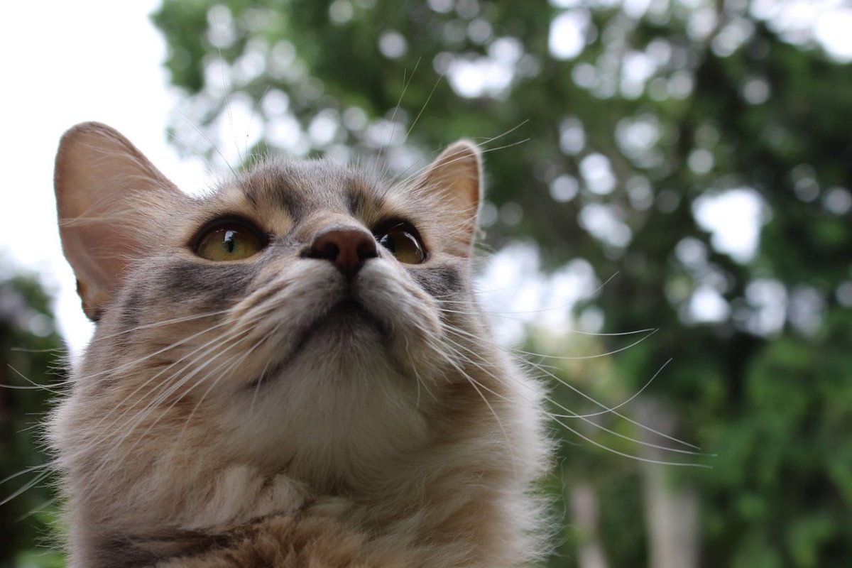 Somali cat outside