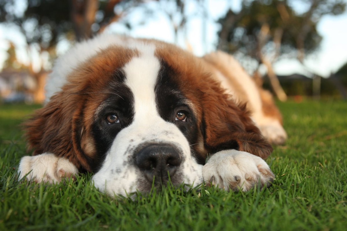 st bernard