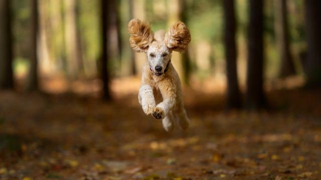 standard poodle