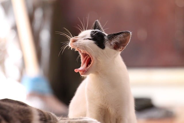 Stomatitis in Cats: Causes and Treatment 
