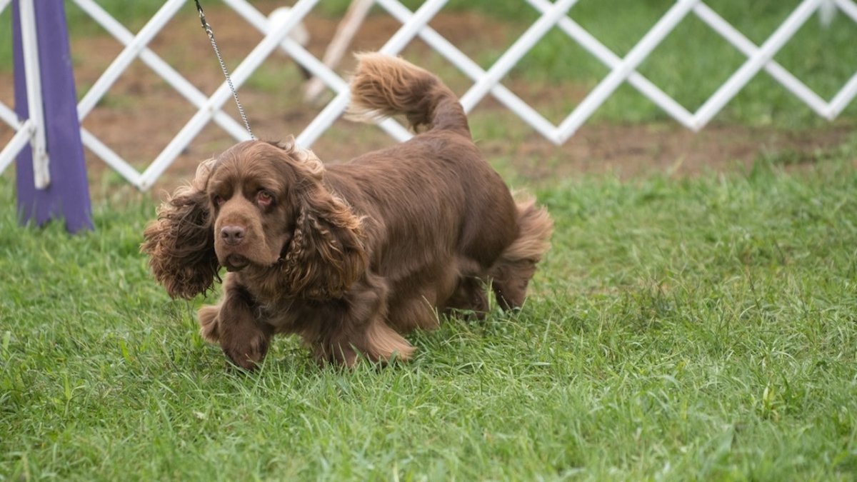 sussex spaniel