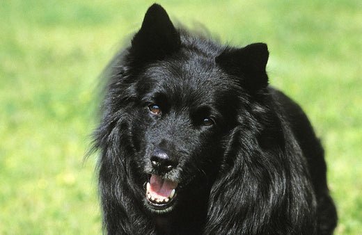 swedish lapphund