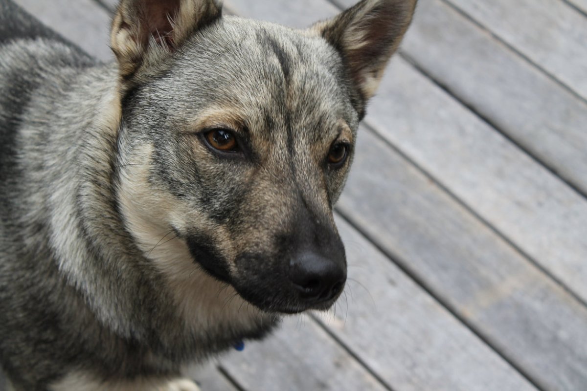swedish vallhund