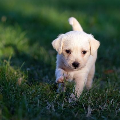 The Low Down on Puppy Vaccinations