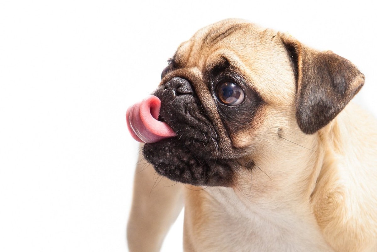Pug Food