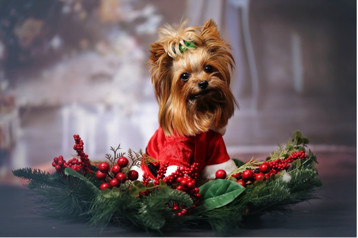 The Top 12 Dog Christmas Presents of 2022