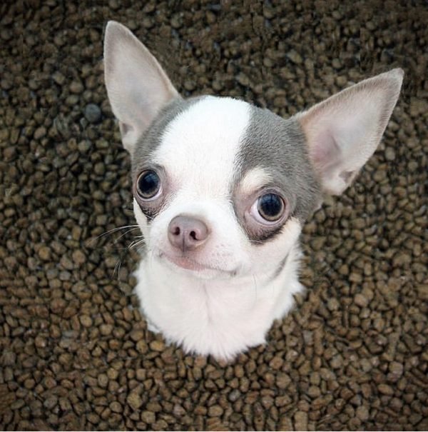 The Truth About Grain Free Dog Food: What’s Best for Your Pooch?..