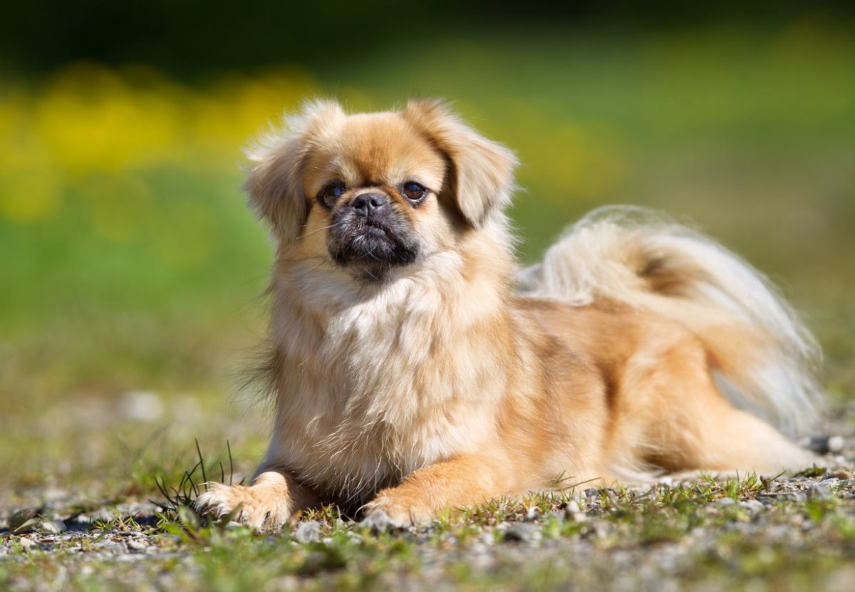 tibetan spaniel