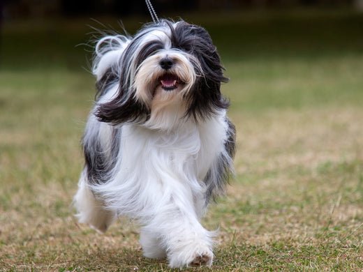 tibetan terrier