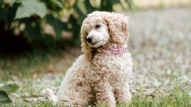 Toy Poodle