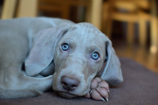 weimaraner