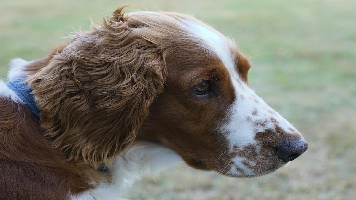 welsh springer spaniel