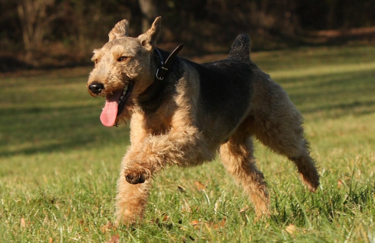 welsh terrier