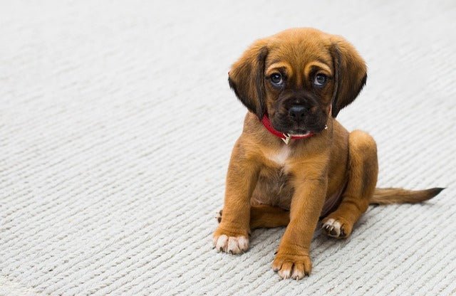 What causes separation in dogs ?