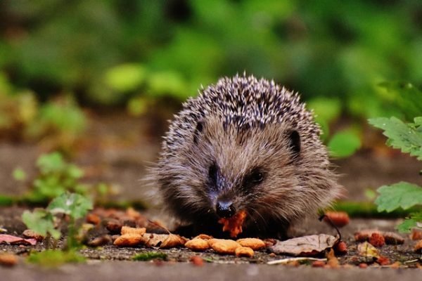 What Do Hedgehogs Eat?
