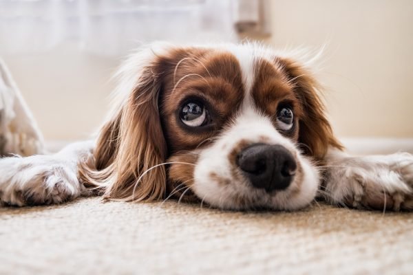 What to Do When You Can’t Walk Your Dog