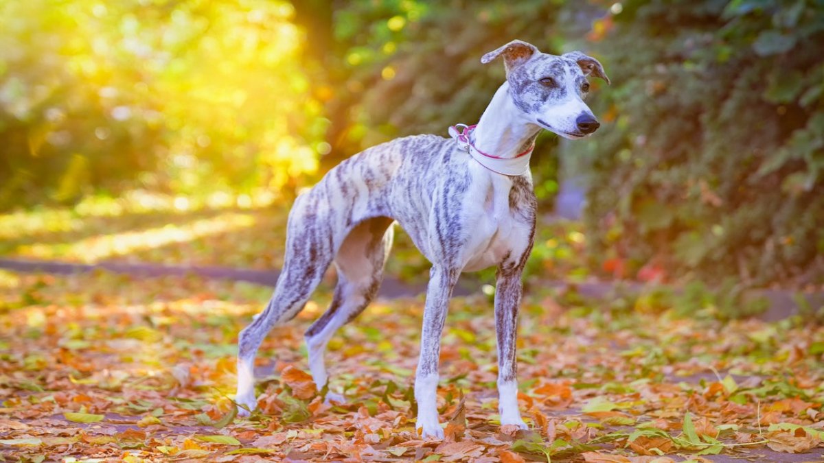 Whippet Breed Guide