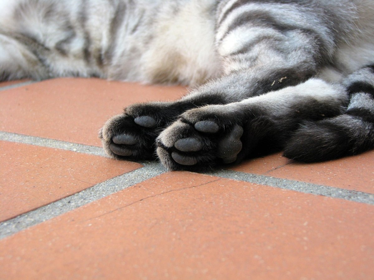 Why do cats knead