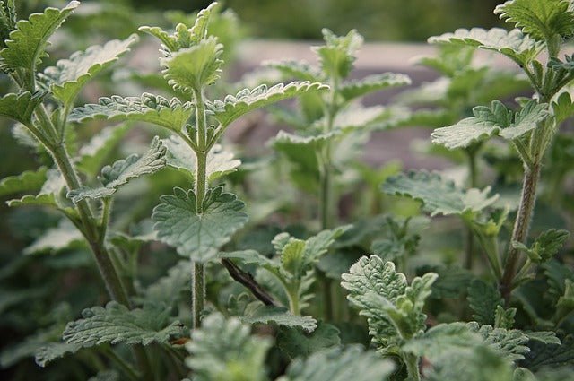 Why do cats like catnip?