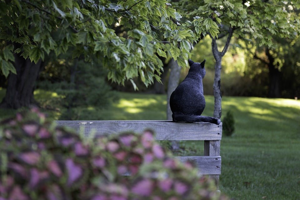 Cats Tails