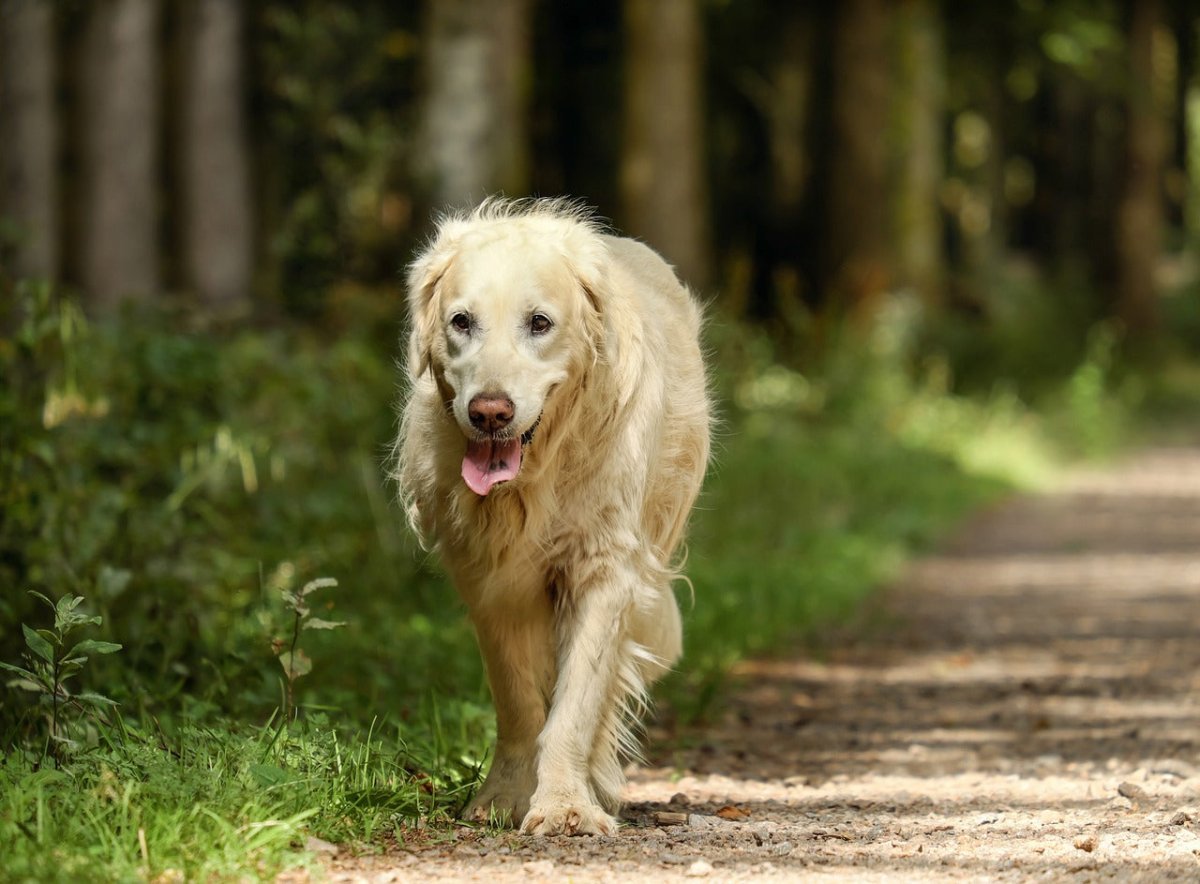 why do dogs pant