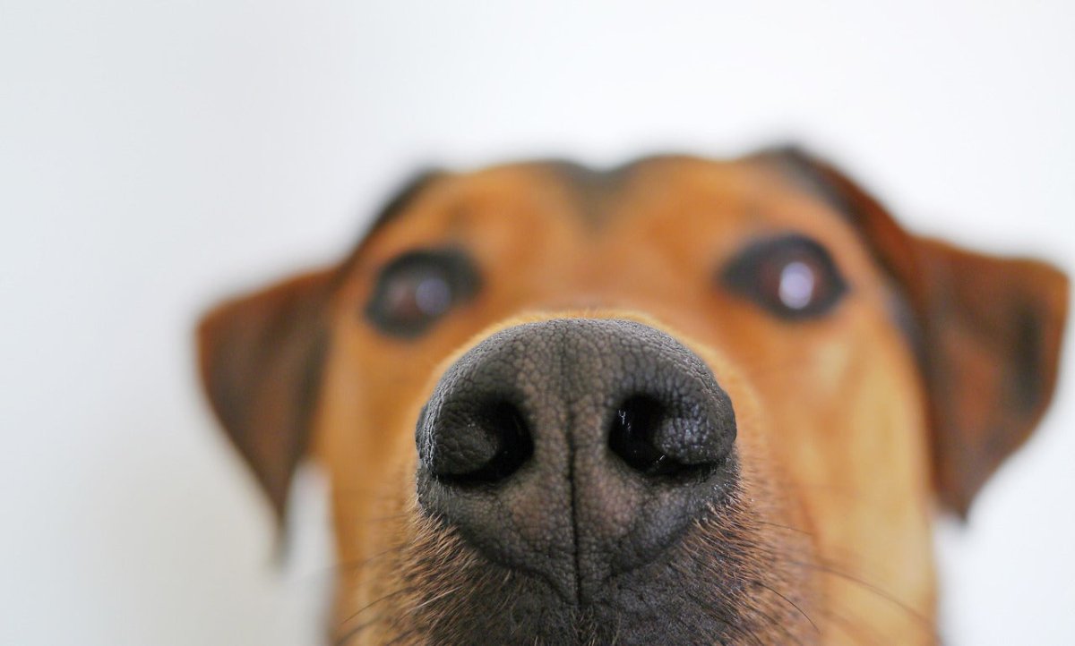 dog sniffing butts